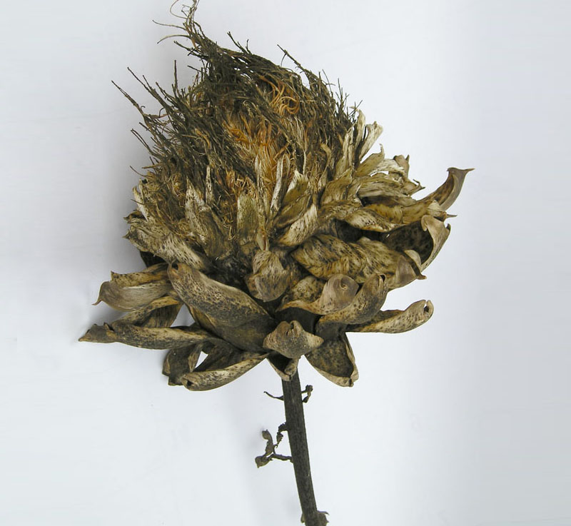 art2