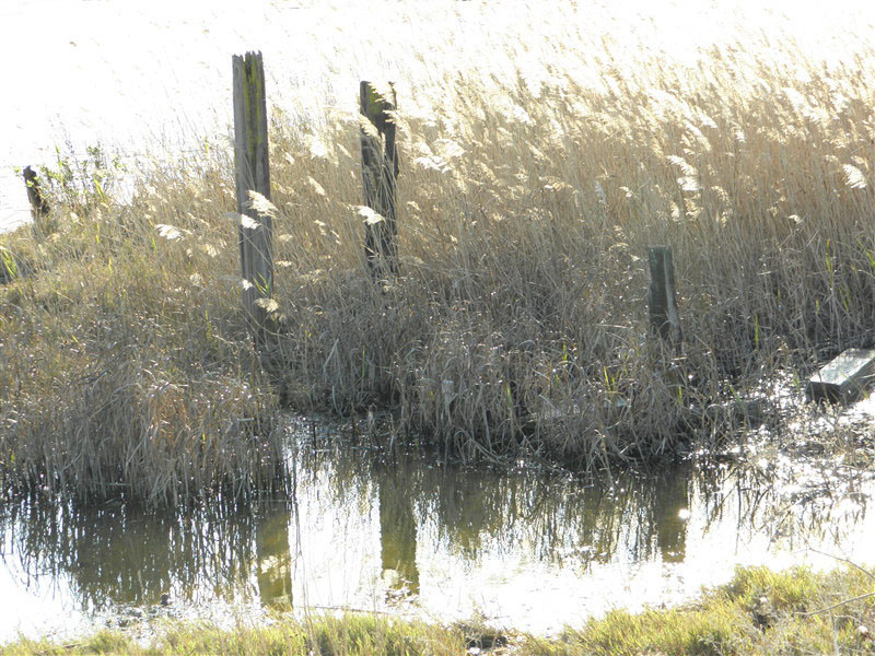 marsh